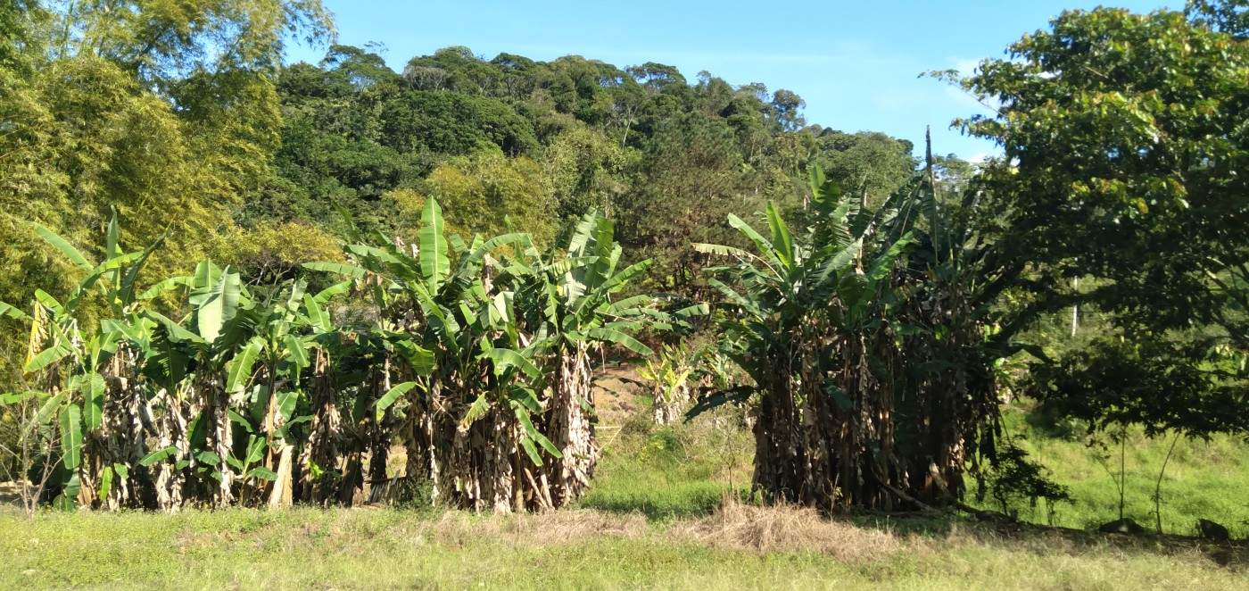 Chácara, 6 hectares - Foto 9