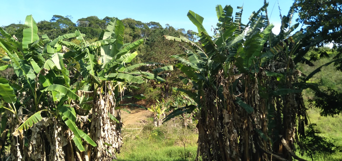 Chácara, 6 hectares - Foto 10