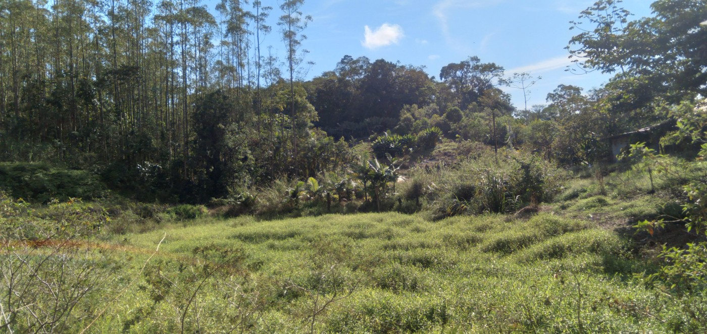 Chácara, 6 hectares - Foto 15