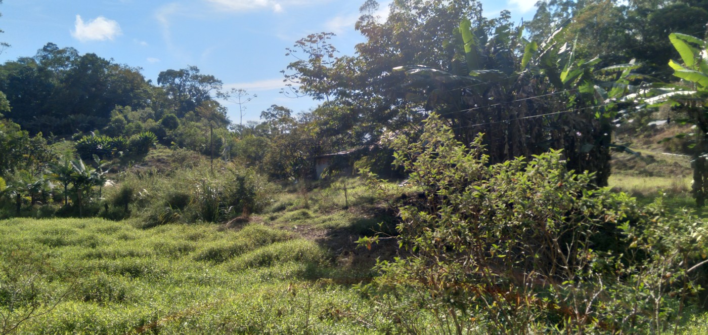 Chácara, 6 hectares - Foto 16