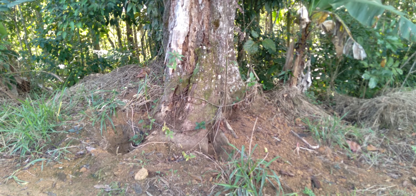 Chácara, 6 hectares - Foto 27