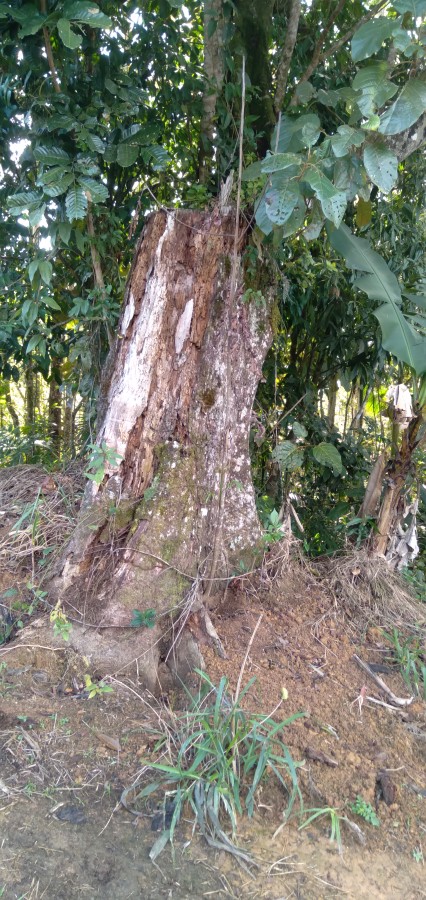 Chácara, 6 hectares - Foto 28