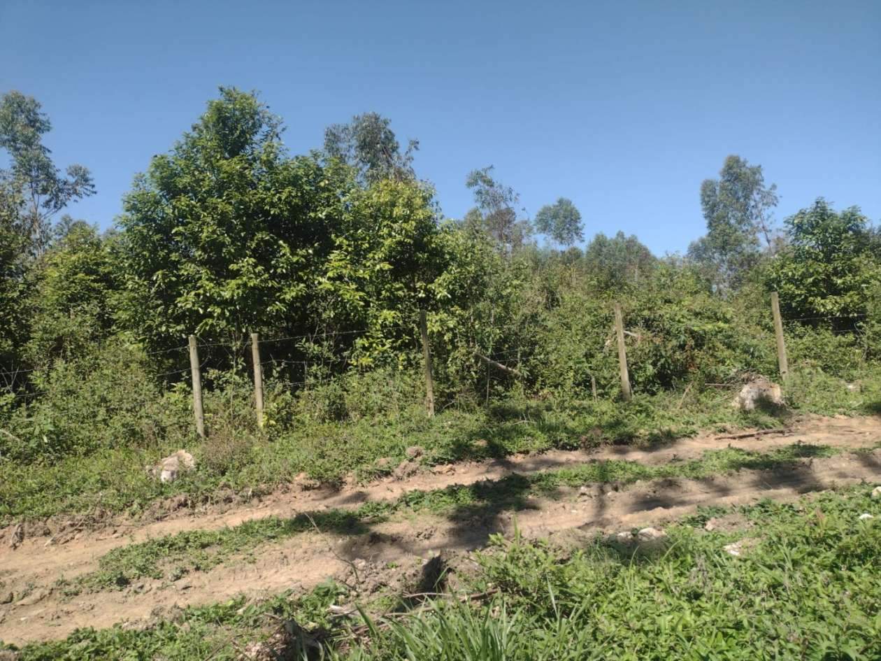 Chácara, 14 hectares - Foto 7