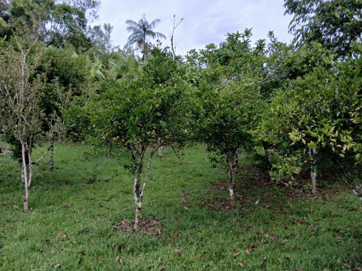 Chácara, 4 quartos, 4960 m² - Foto 23