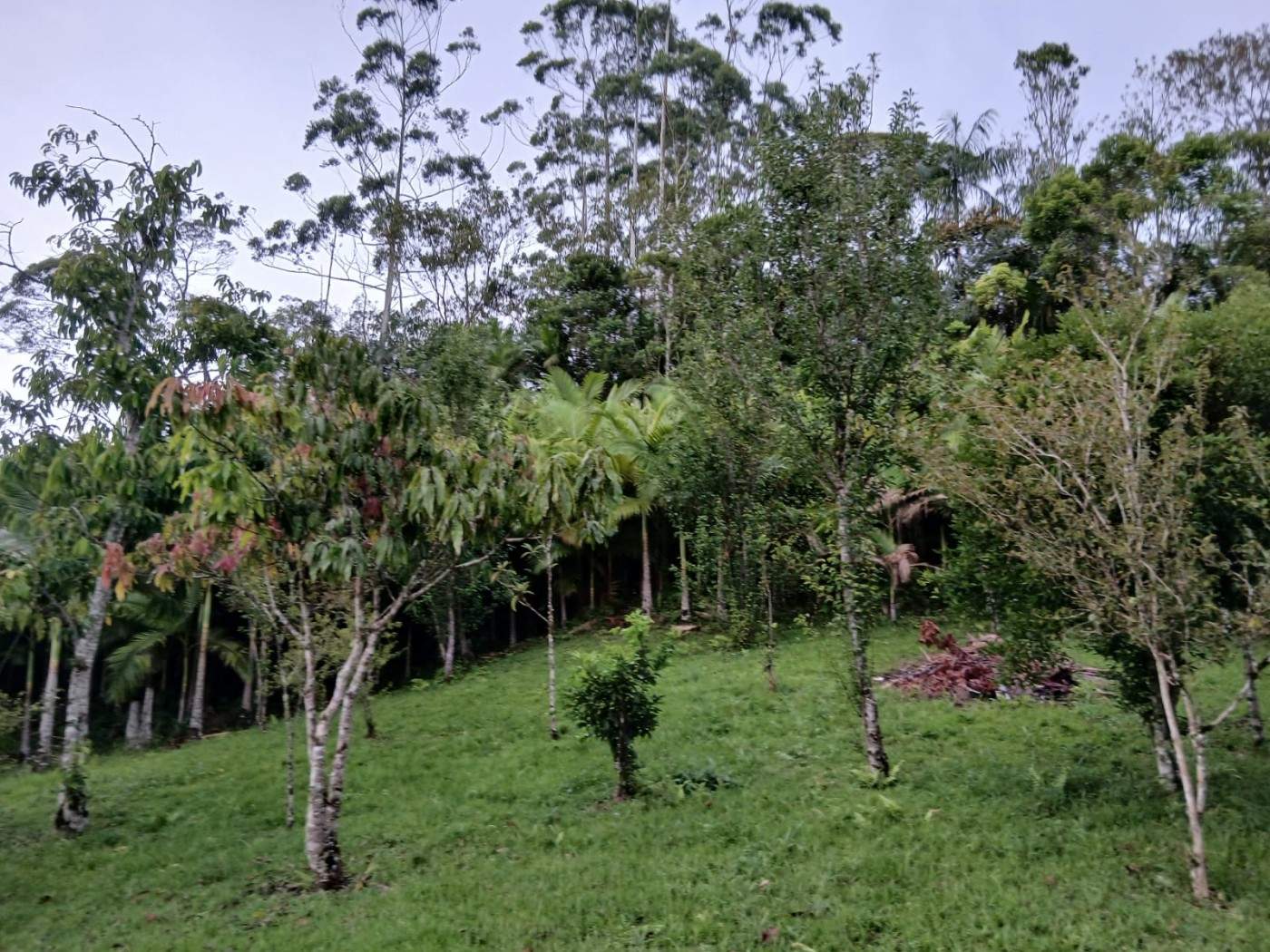 Chácara, 4 quartos, 4960 m² - Foto 24