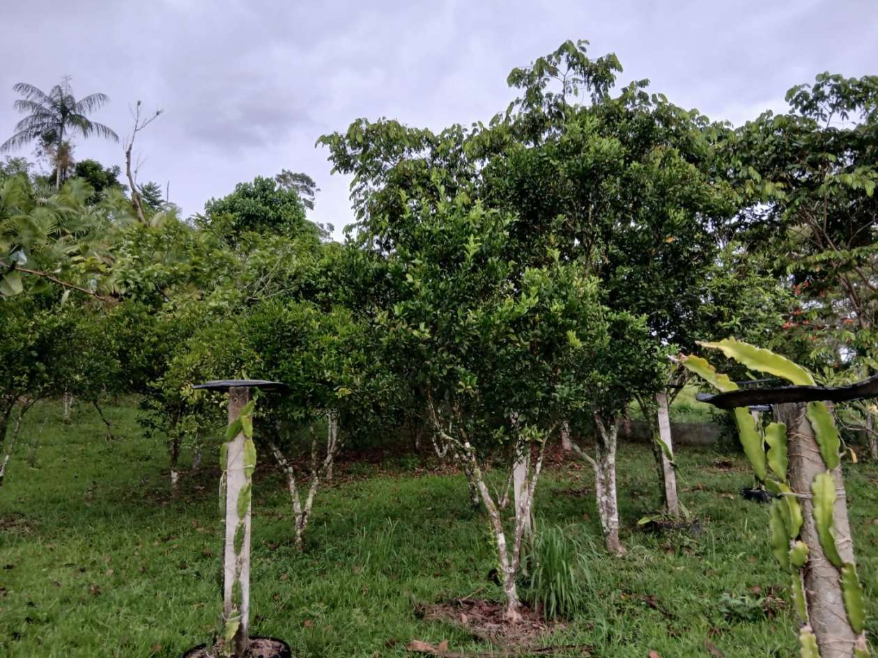 Chácara, 4 quartos, 4960 m² - Foto 4