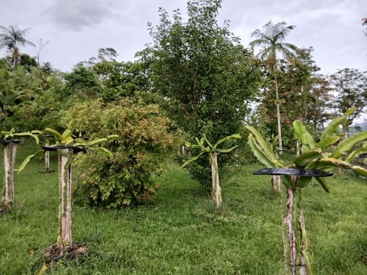 Chácara, 4 quartos, 4960 m² - Foto 26