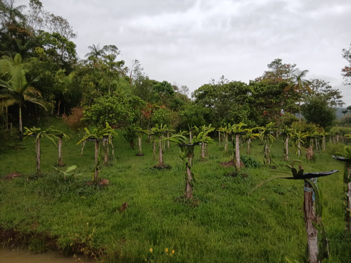 Chácara, 4 quartos, 4960 m² - Foto 27