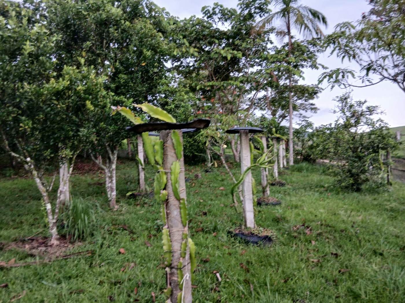 Chácara, 4 quartos, 4960 m² - Foto 28