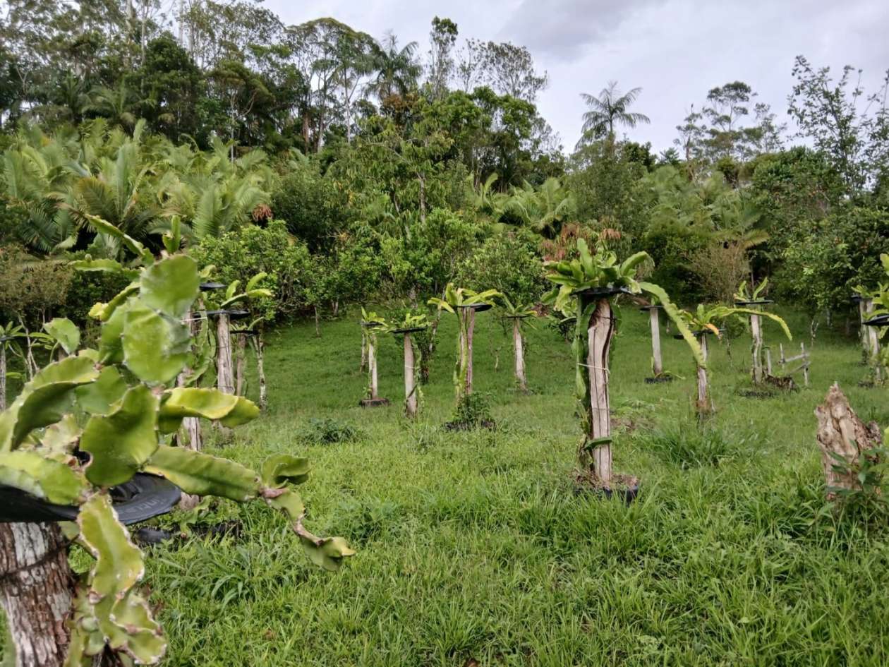 Chácara, 4 quartos, 4960 m² - Foto 29