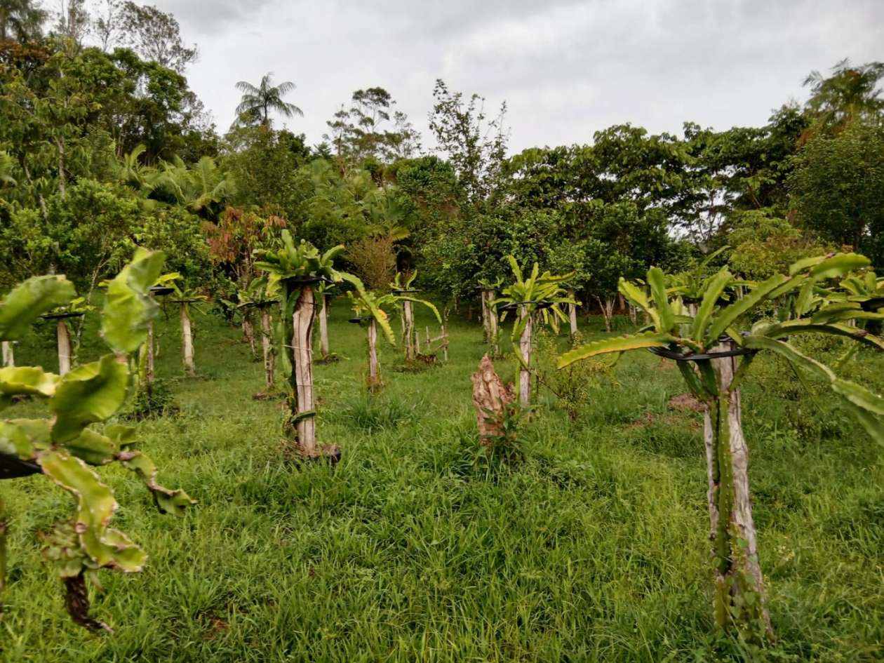 Chácara, 4 quartos, 4960 m² - Foto 31