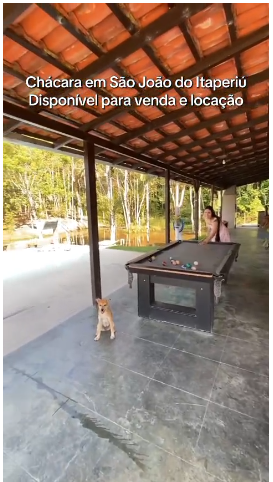 Chácara, 10 quartos, 10000 m² - Foto 3