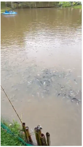 Chácara, 10 quartos, 10000 m² - Foto 11