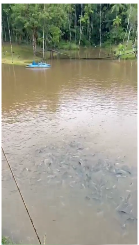 Chácara, 10 quartos, 10000 m² - Foto 13