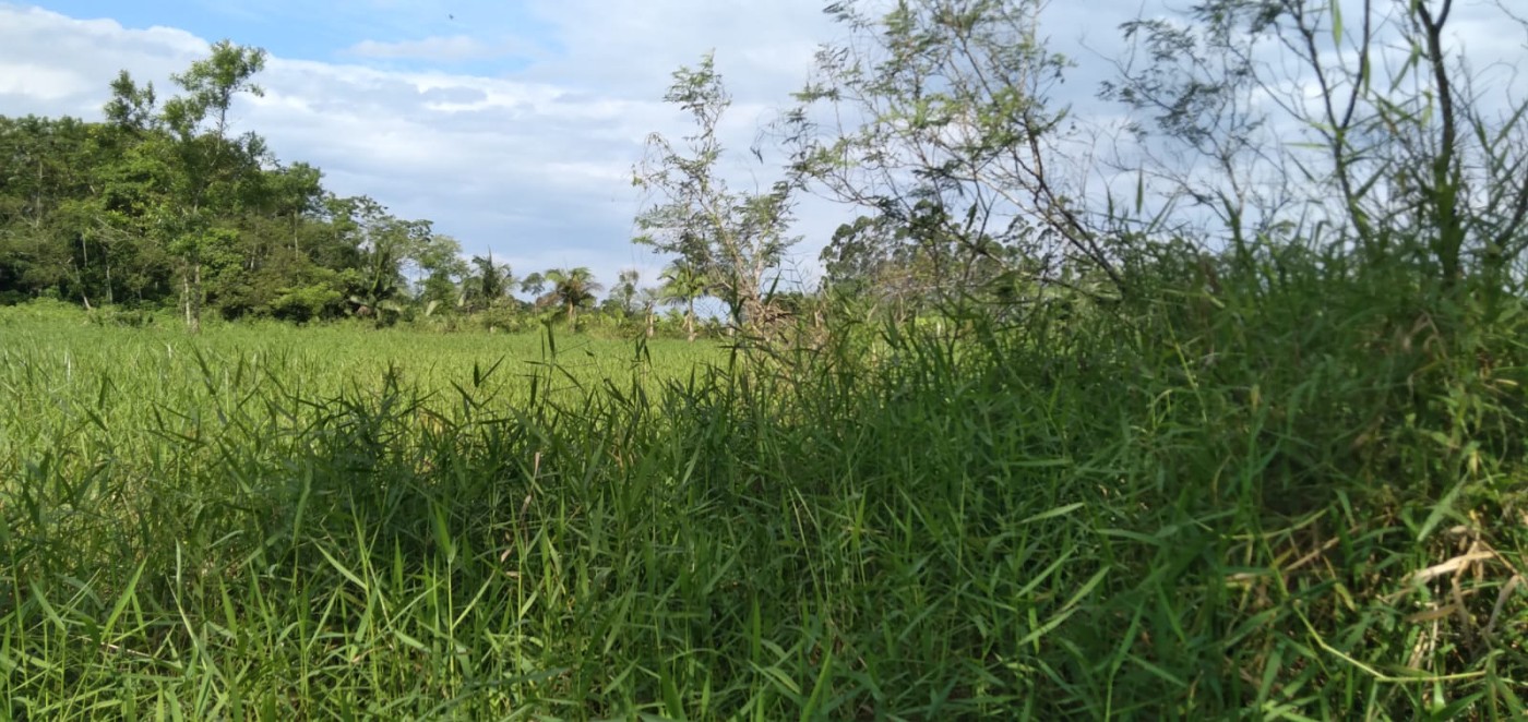 Fazenda, 2 hectares - Foto 7