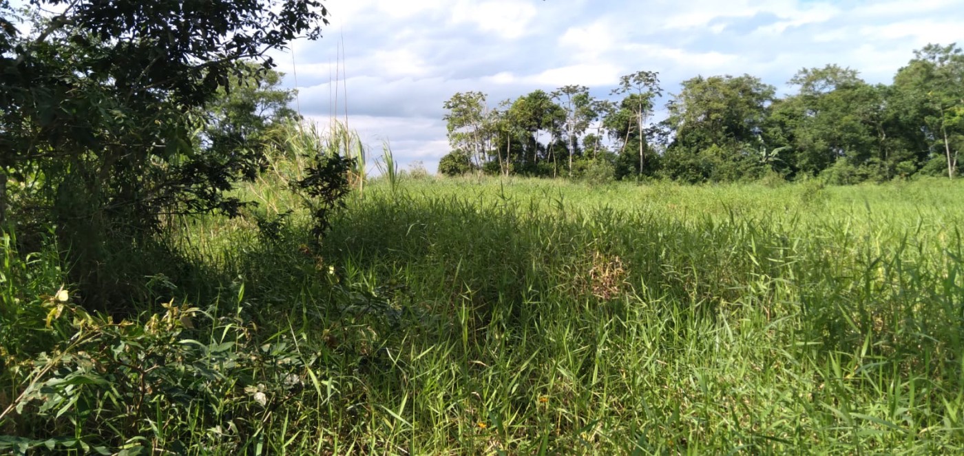 Fazenda, 2 hectares - Foto 6
