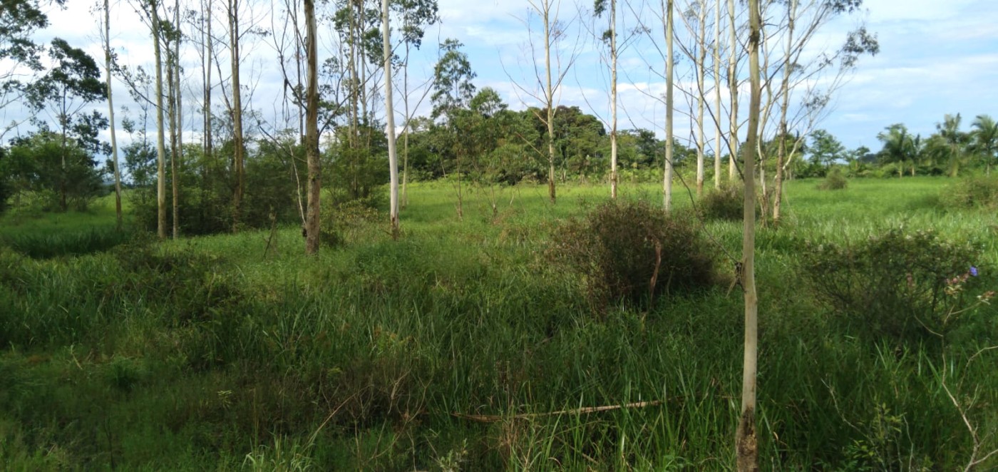 Fazenda, 2 hectares - Foto 9