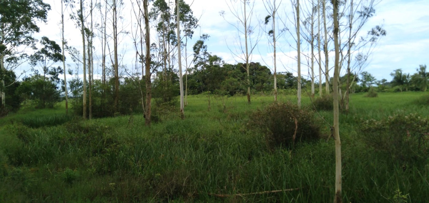Fazenda, 2 hectares - Foto 12