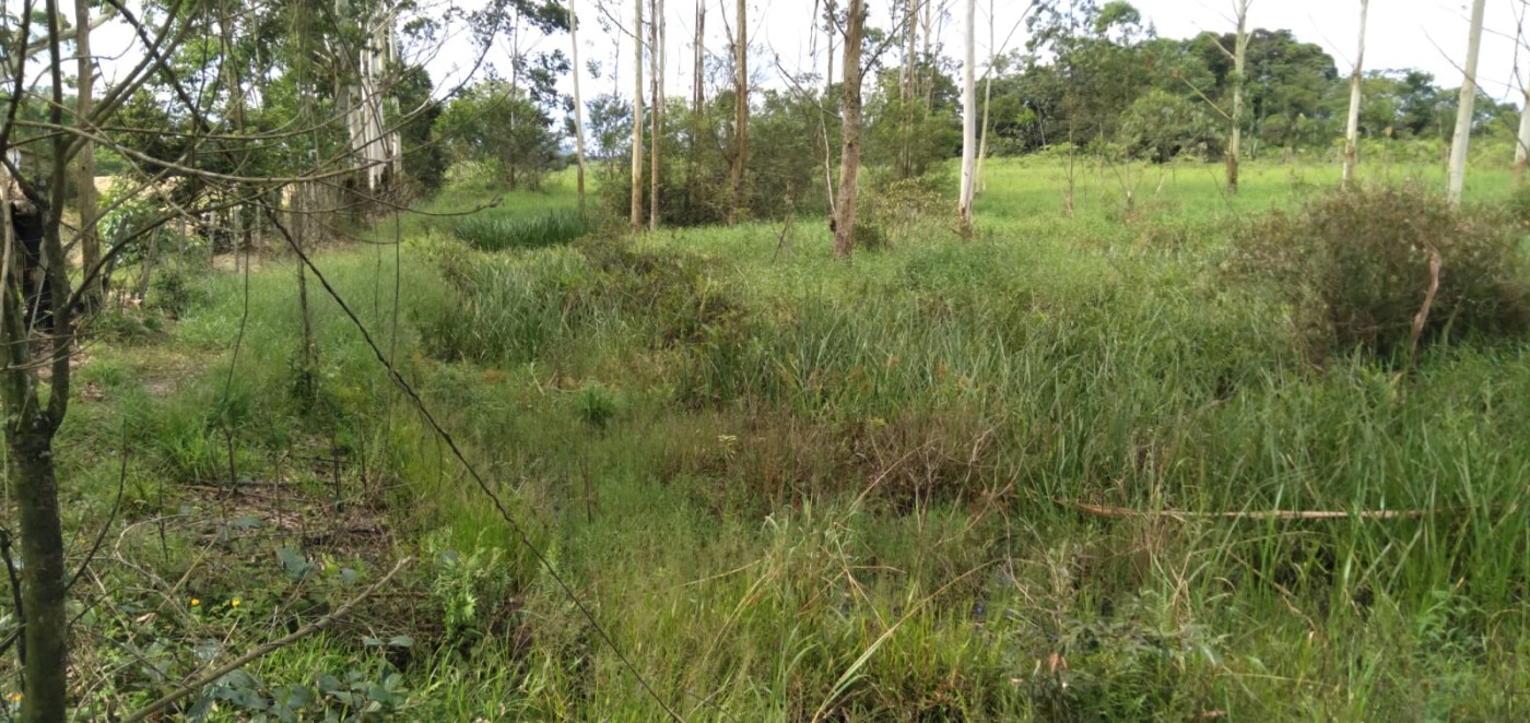 Fazenda, 2 hectares - Foto 11